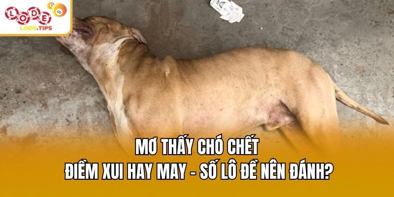 Mơ Thấy Chó Chết Điềm Xui Hay May – Số Lô Đề Nên Đánh?